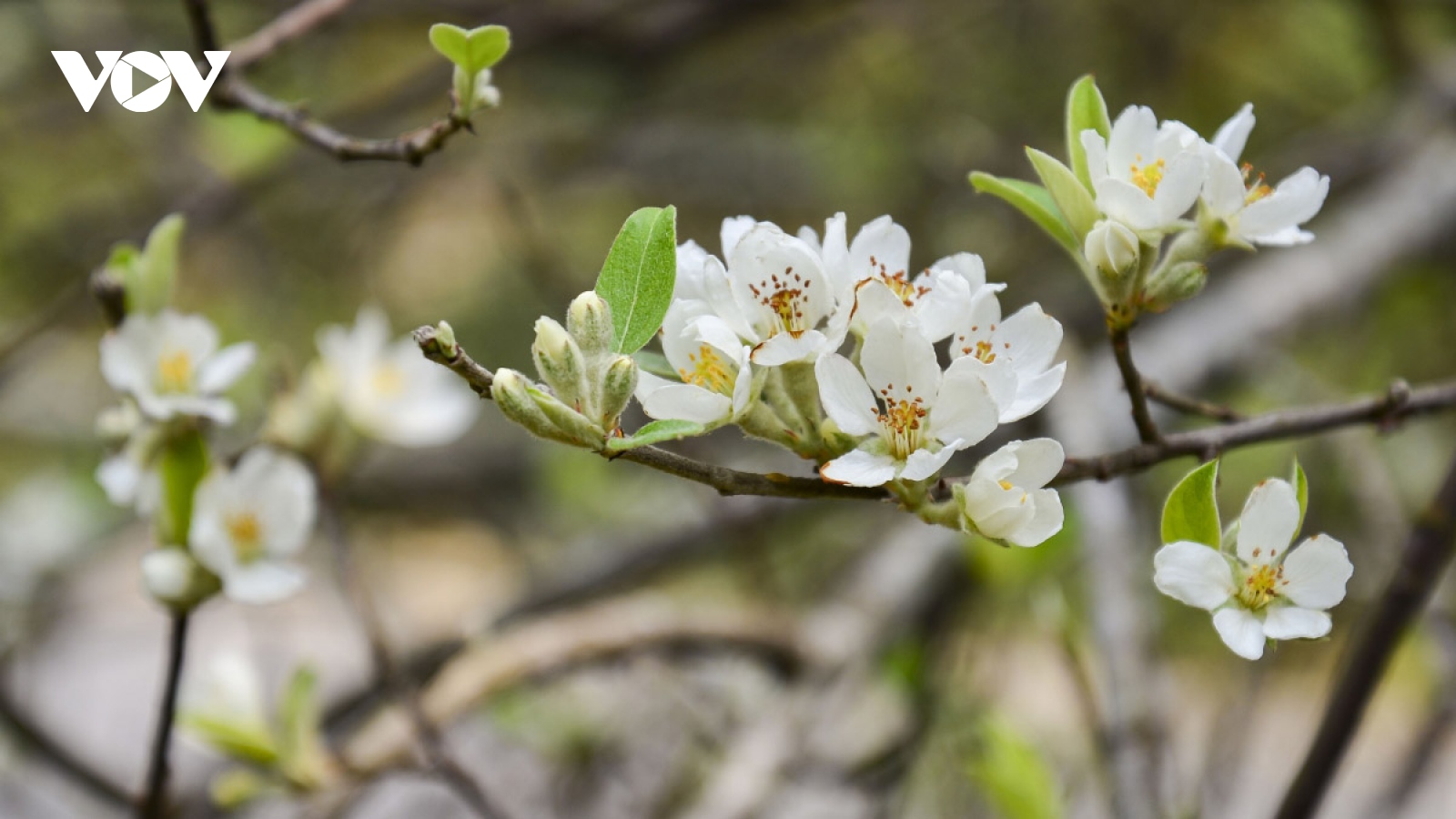 White Son Tra flowers spotted in full bloom on Pha Din peak